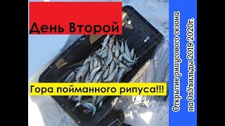 ОТКРЫТИЕ РИПУСОВОГО СЕЗОНА 2019-2020г. НА ОЗ. УВИЛЬДЫ. ДЕНЬ ВТОРОЙ. "ГОРЫ" ПОЙМАННОГО РИПУСА.