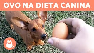 CACHORROS PODEM COMER OVO?