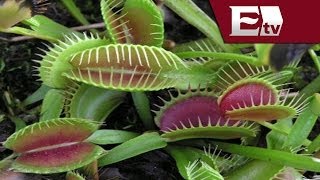 Plantas carnívoras, ¿De que se alimentan? / Mariana H y Kimberly Armengol