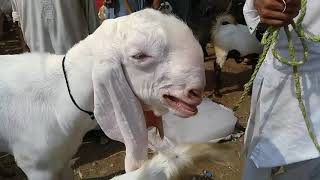 RajanPuri Gulabi & MuhammadPuri Nasal Ky Bakry Farm In PulQumber Mandi And Sale  2019