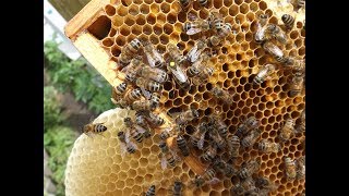 почему у пчеловода мало меда в конце сезона - фильм 2 - получение меда на слабых взятках