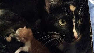 Beautiful Nornie & Her Adorable Kittens