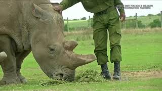 Scientists Working to Create Northern White Rhino Embryos