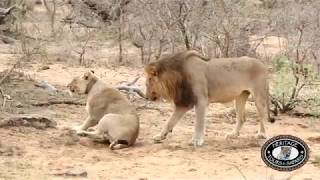 Hluhluwe Imfolozi Park Lions Mating