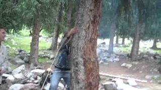Саня лазает по деревьям)