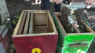РОЙ ПЧЕЛ ПРИЛЕТЕЛ НА ДУБ! 09.06.2019