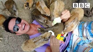 Why is this island chock full of rabbits? ??? - BBC