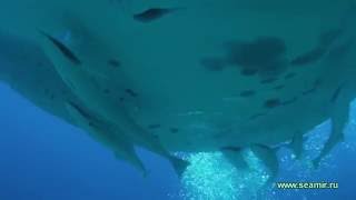 Manta ray underwater. HD video.