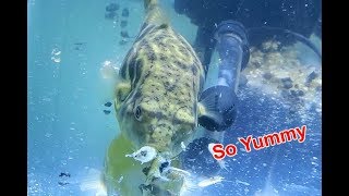 Làm Hồ Cá Săn Mồi Tạm Bợ Cho Cá Nóc FahaKa | Ngắm Tuyết Rơi Đầu Mùa