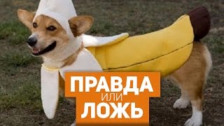 БАНАН - ЭТО ЯГОДА?