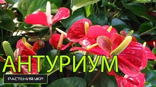 Цветок мужское счастье / Антуриум уход в домашних условиях