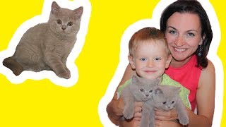 Британские Котята играют в Домике Няшные Котики видео про животных для детей и всей семьи Кошкин дом