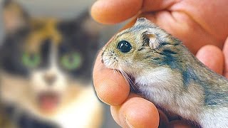 Neue Wohnung für Hamster Stefan