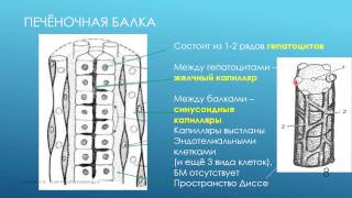 Пищеварительная система. 6. Печень