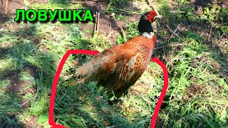 Уловистая Ловушка НА ФАЗАНА !  Ловля ФАЗАНА Ловушками !
