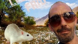 COMO CUIDAR A TU MASCOTA (rata de laboratorio)