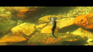 New Zealand 2013: A Dry Fly Short