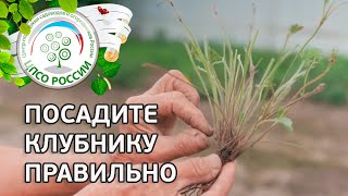 Посадка клубники. Все секреты посадки клубники, земляники в одном видео.