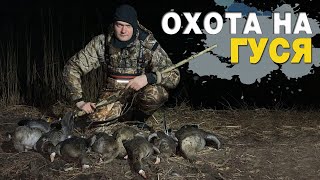 Охота на гуся. Хорошая охота. Goose hunting. Good hunting.