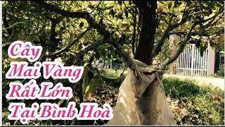 CÂY MAI VÀNG CỔ THỤ TRÊN 40 NĂM TUỔI