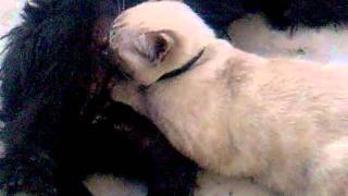 cane che allatta  gattino