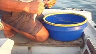 Ψάρεμα Παραγάδι 150 Αγγ. 4 κιλά Μέ τον Τάσο 17-09-2016 Σκλήθρο