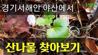 경기서해안 야산에서 산나물 찾아보기