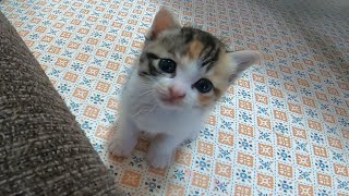 ソファーを独り占めしたい子猫のミコさんが先にソファーに居座るキラちゃんを追い出そうとする。【赤ちゃん猫】【保護猫】