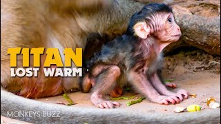Trillion Pity Newborn Monkey Titan Lost Warm Chest - Titan need mum huge