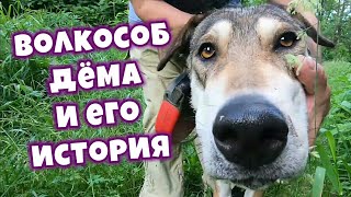 Волк-гибрид Дёма и его история | Wolf-Hybrid and his story