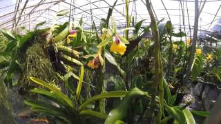 Ферма орхидей на о. Пхукет. Orchid farm in Phuket