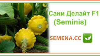 Сани Делайт F1 патиссон (Seminis) Культура в поле