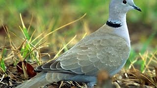 Дикий голубь горлица Turtledove