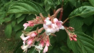 Viburnum 'Bodnantense Dawn' se trompe de saison