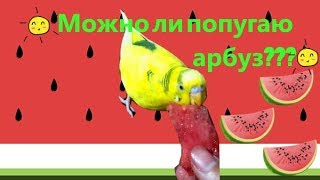 Можно ли волнистому попугаю арбуз? Чем то полезен? Как давать арбуз? #Птицы