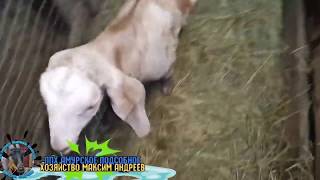 Приехал домой 100% Нубийский Козлик