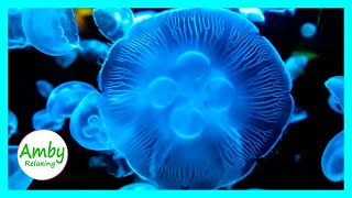 Jellyfish Aquarium for Relaxation - Sleep Relax Meditation Music 2 hours -Screensaver Moon Jellyfish