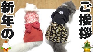猫が正装で新年の挨拶！袴姿と着物姿が縁起良い！