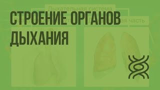 Строение органов дыхания. Видеоурок по биологии 8 класс