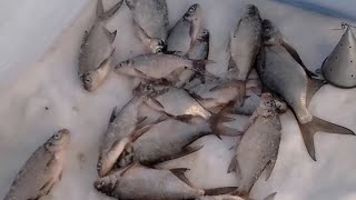 ЗИМНЯЯ РЫБАЛКА. р.ВАЗУЗА. д.ЯРЫГИНО