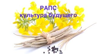 Агрохимсервис. Рапс культура будущего