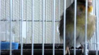 Carduelis-Mule 2011 Singing