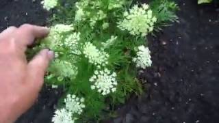 Как растут, цветут высадки моркови, капусты и редиски