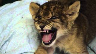 Lion Cub Gives Us His Best Roar
