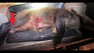 Охота на кабана с подхода. Трехногий кабан Hunting with thermal imager on the boar with the approach