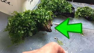 How to Attach Subwassertang Tips and Tricks