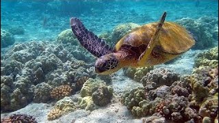 фильм документальный 2018 Подводный мир. Морские глубины. Кораллы. Документальный фильм.