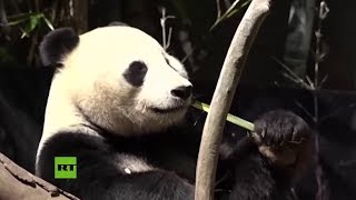 Los pandas se despiden del zoológico de San Diego
