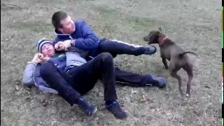 ЖЕСТЬ! СОБАКА ПИТБУЛЬ НАПАЛА НА ДВУХ ЧЕЛОВЕК