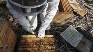 Сбор меда с использованием пчелоудалителя Honey robber США. Часть 1